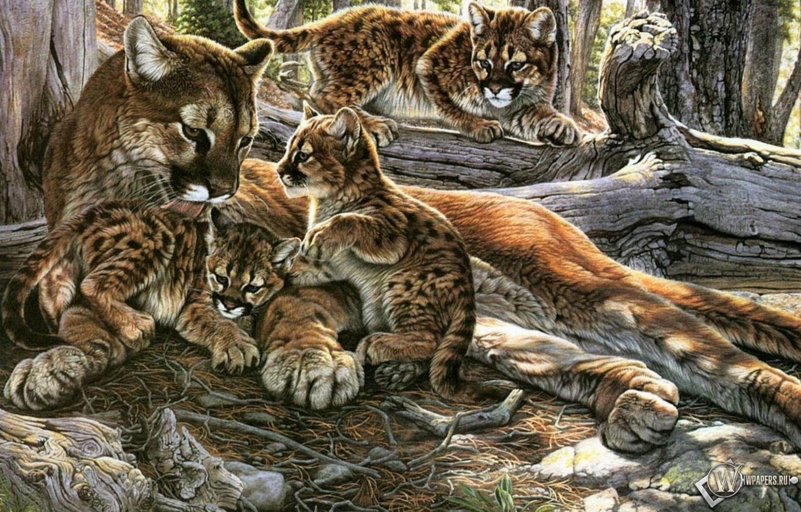 Картина пума с котятами 1600x1024