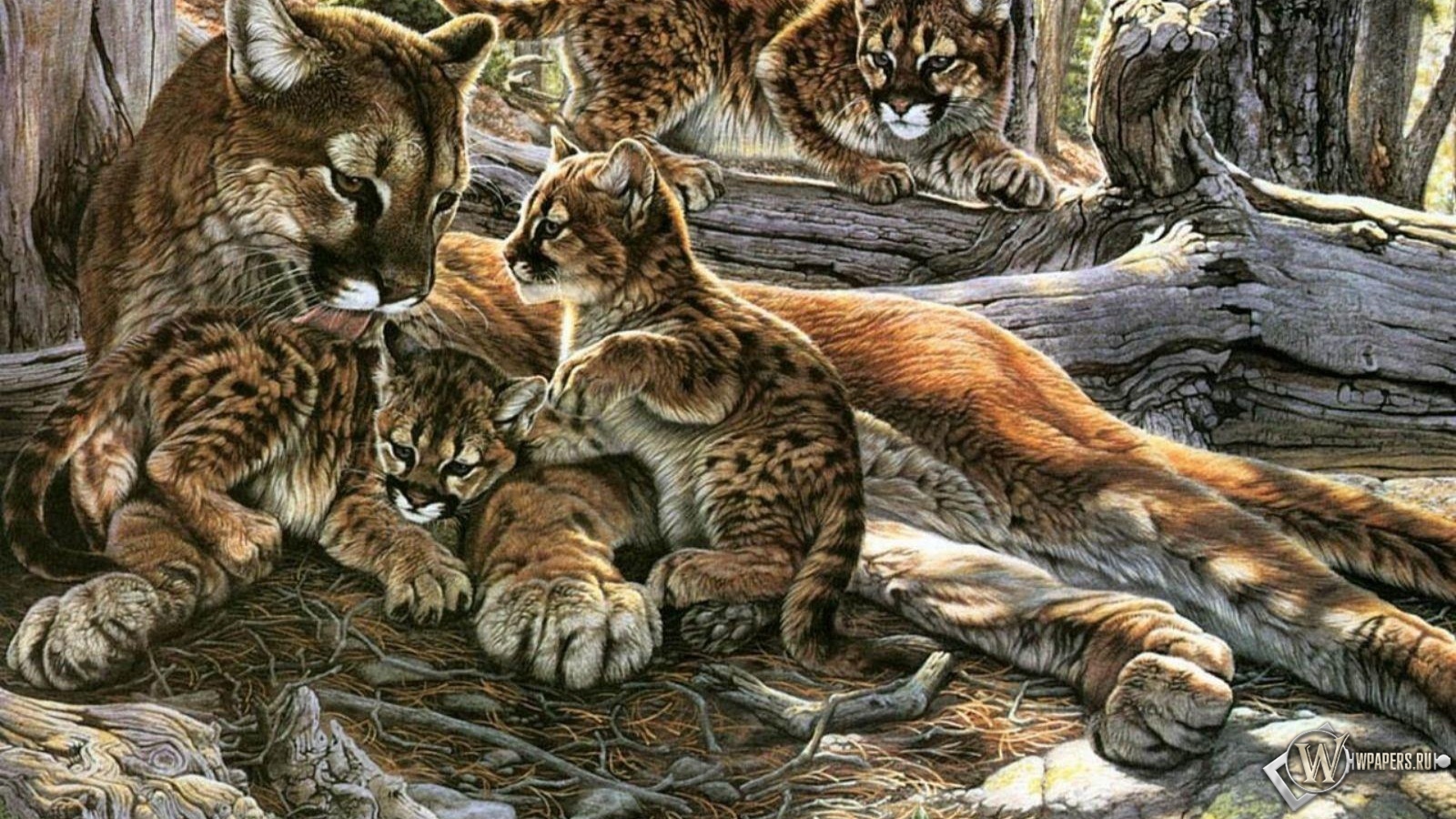 Картина пума с котятами 1600x900