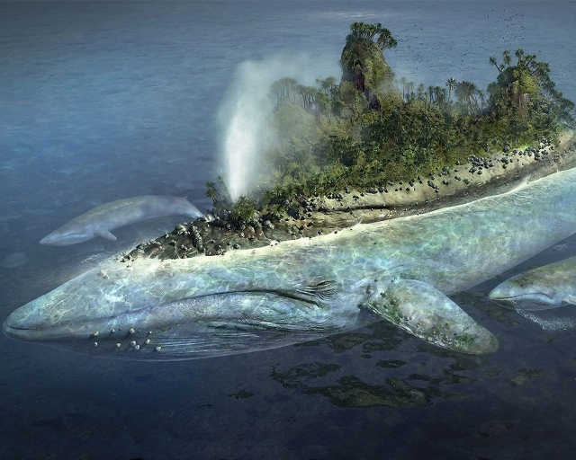 Остров на ките