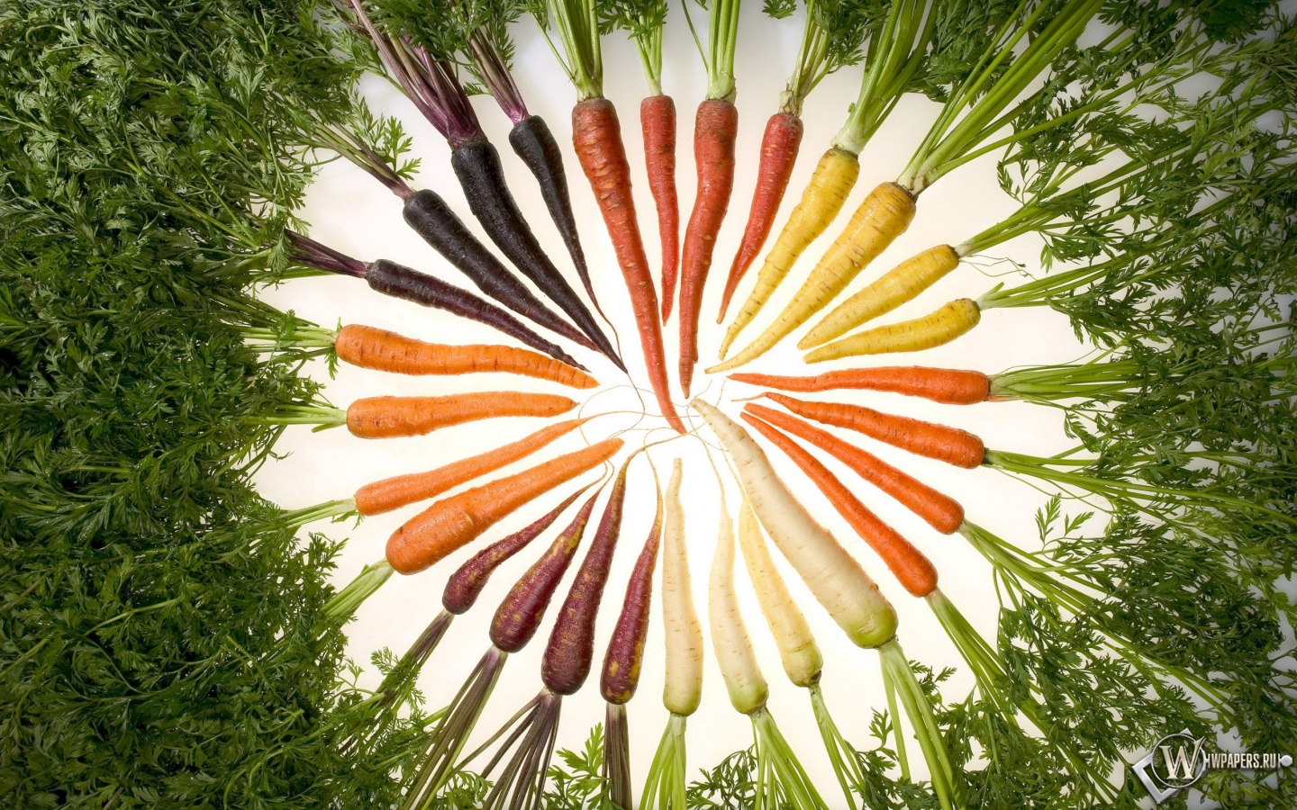 Морковь 1440x900