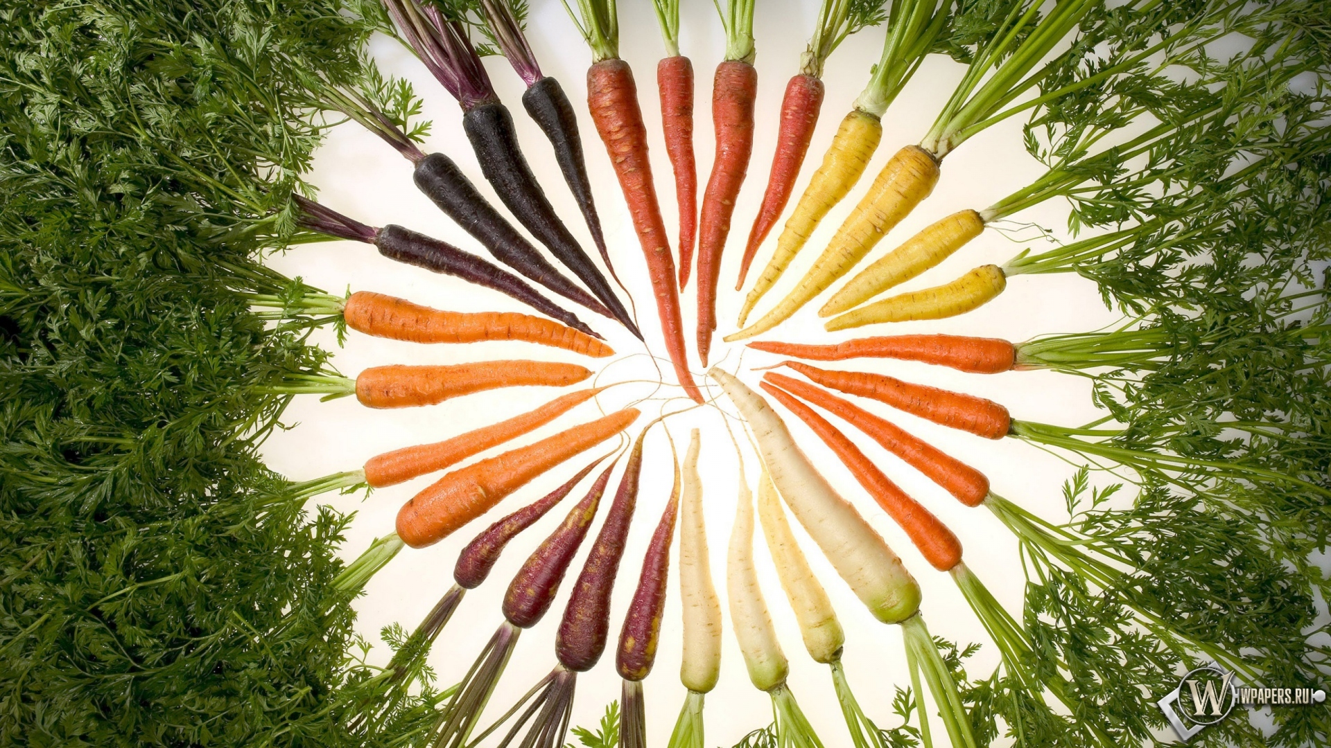 Морковь 1920x1080
