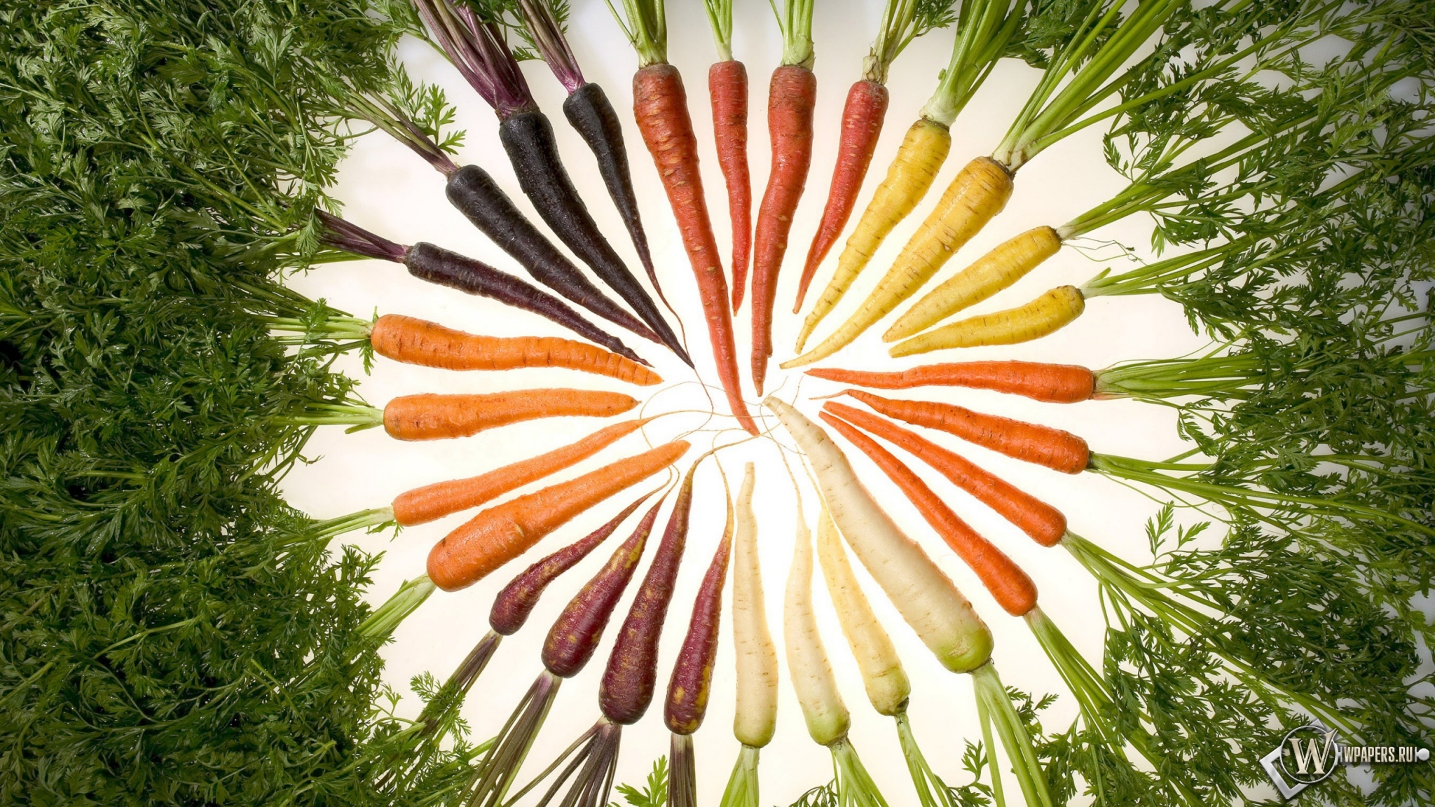 Морковь 2048x1152