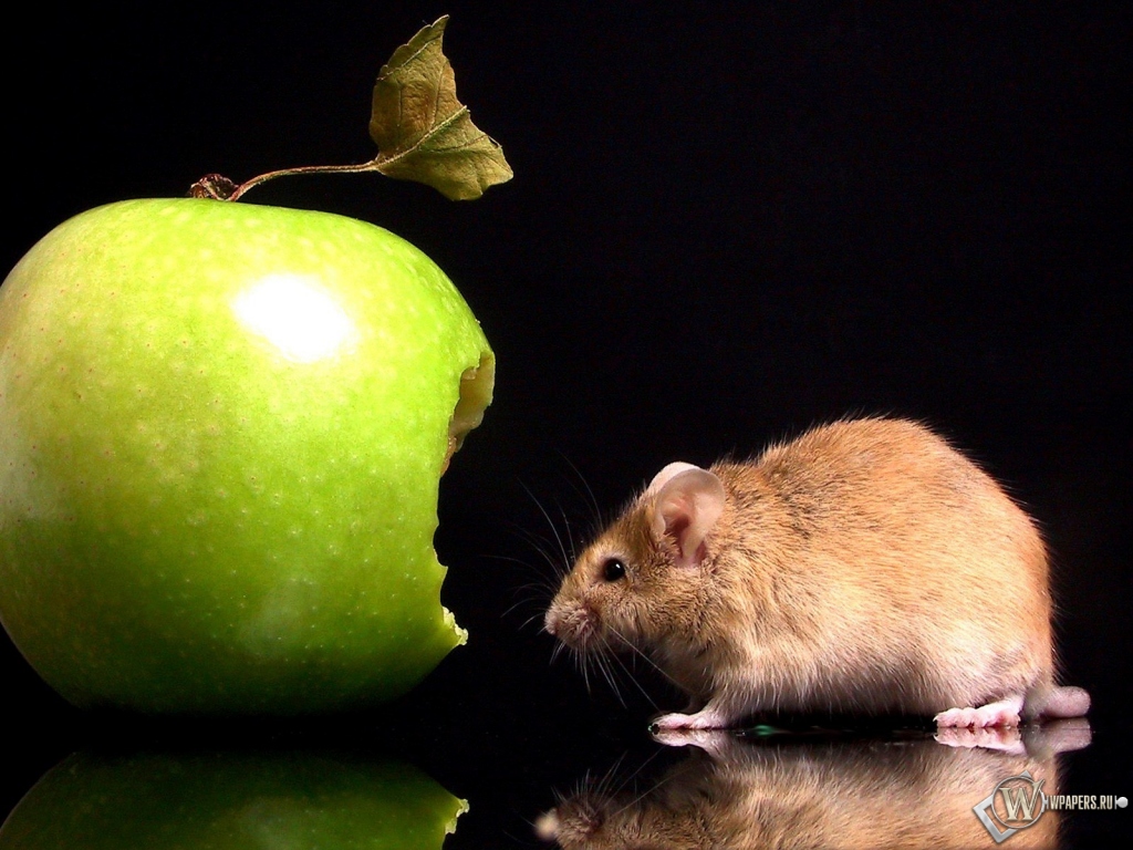 Мышка с яблоком 1024x768