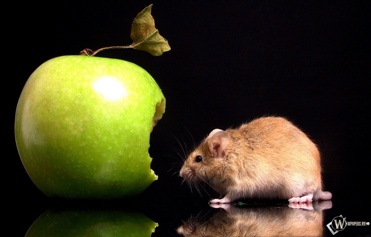 Мышка с яблоком 1200x768