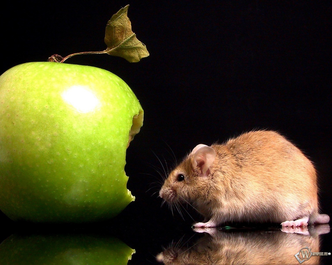 Мышка с яблоком 1280x1024
