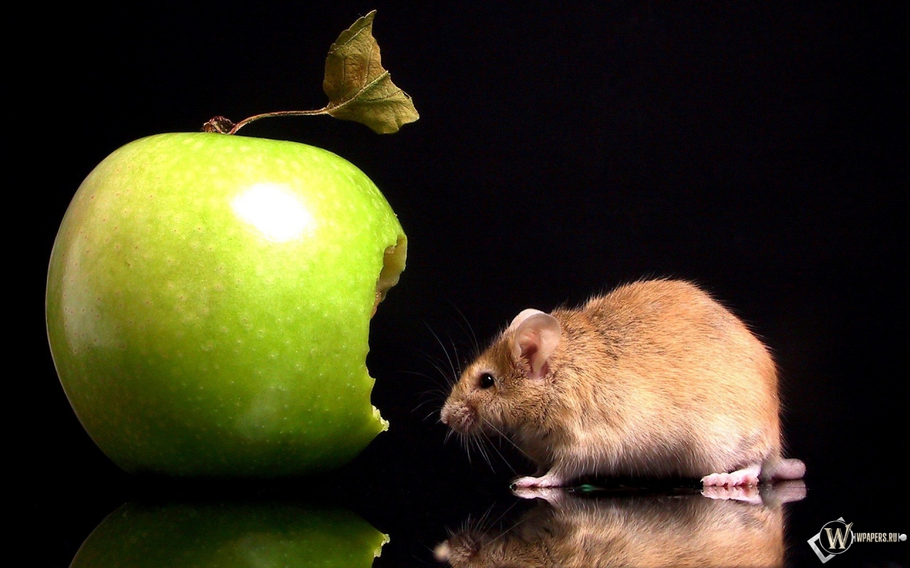 Мышка с яблоком 1280x800