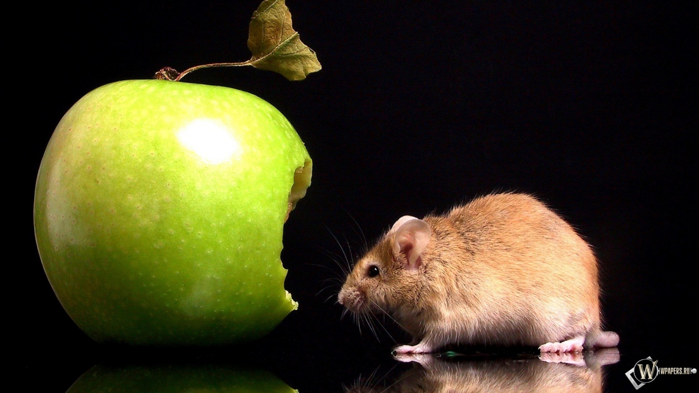 Мышка с яблоком 1366x768