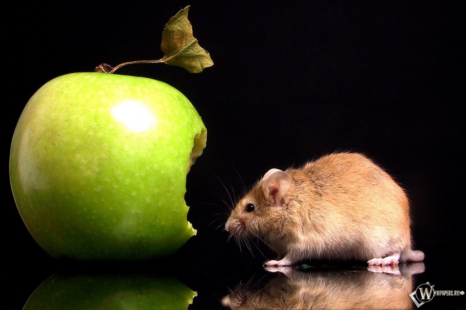 Мышка с яблоком 1500x1000