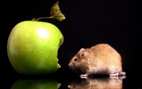 Обои Мышка с яблоком: Яблоко, Apple, Мышка, Еда