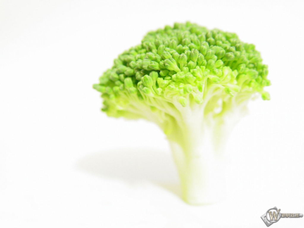Broccoli 1024x768