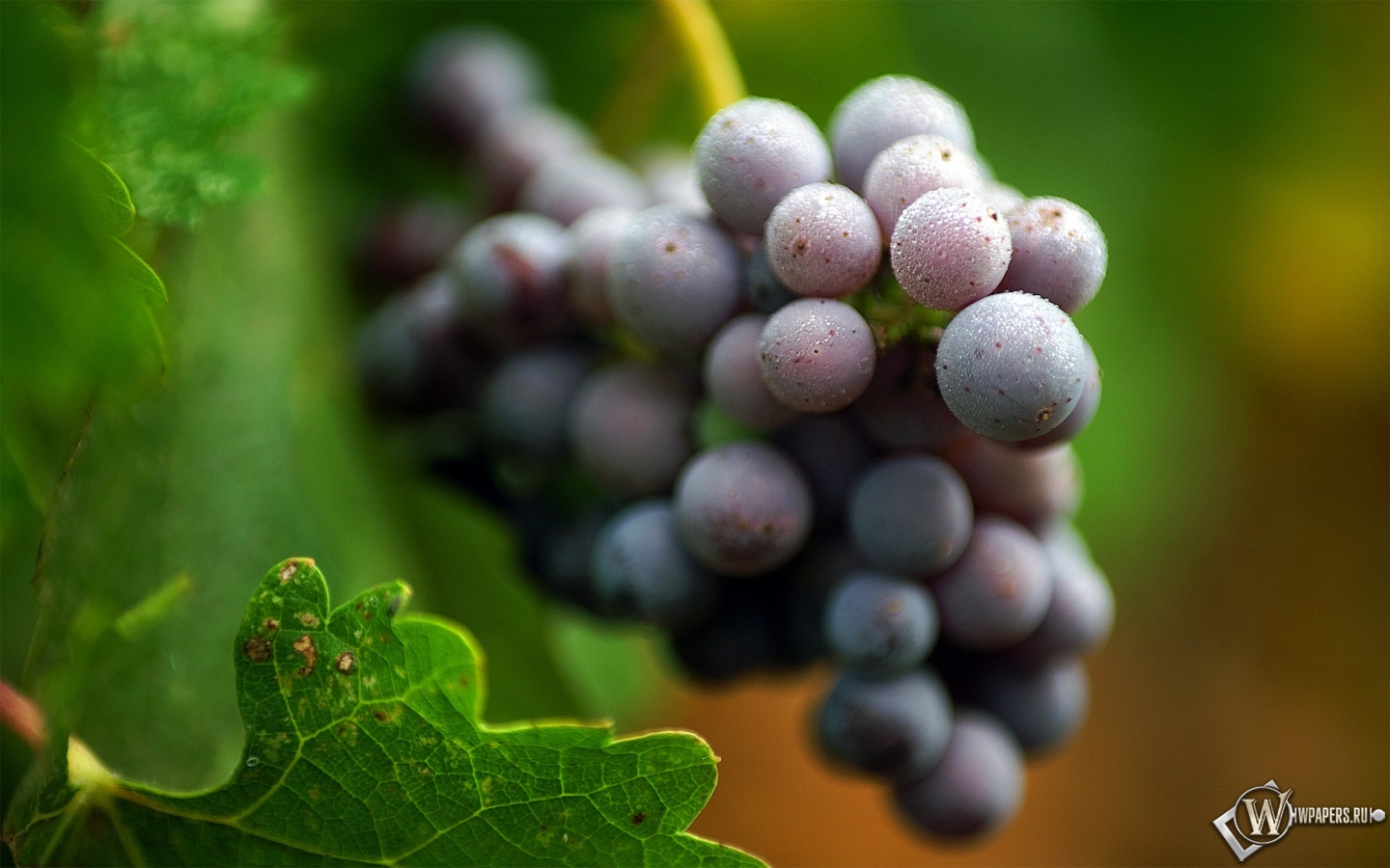 Гроздь винограда 1440x900