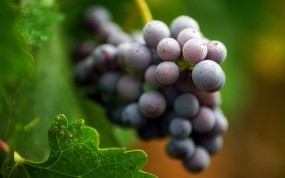 Обои Гроздь винограда: Ягода, Виноград, Гроздь, Ягодки, Еда