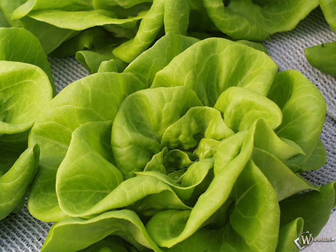 Зелёный салат 1152x864