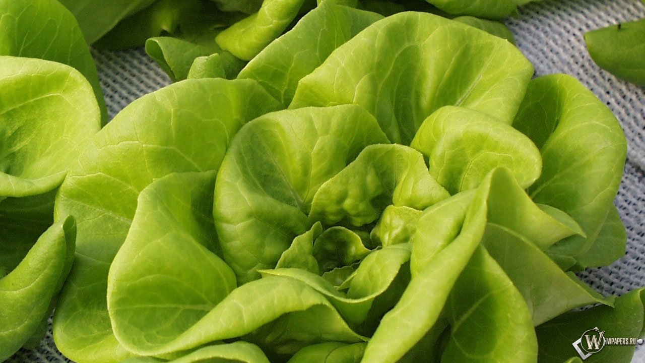 Зелёный салат 1280x720