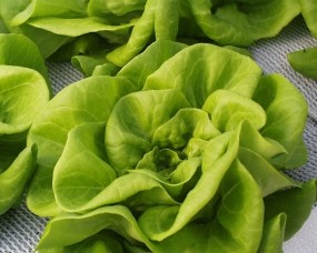 Обои Зелёный салат: Зелёный, Салат, Еда