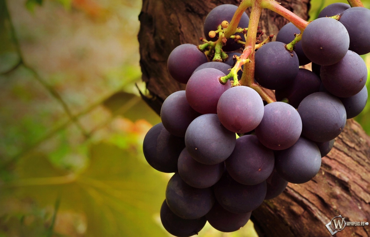 Вкусный виноград 1200x768