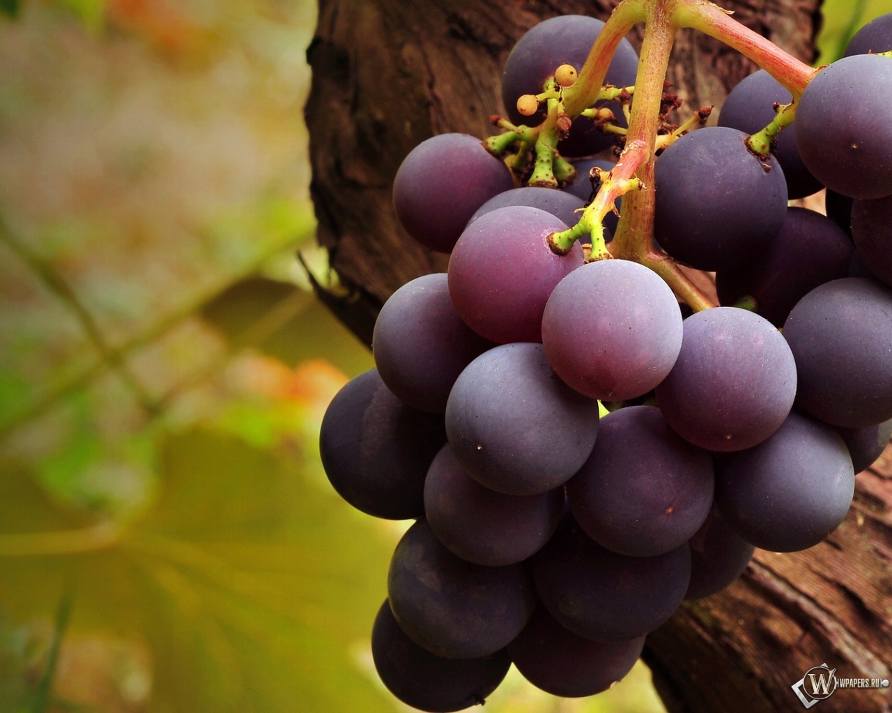 Вкусный виноград 1280x1024