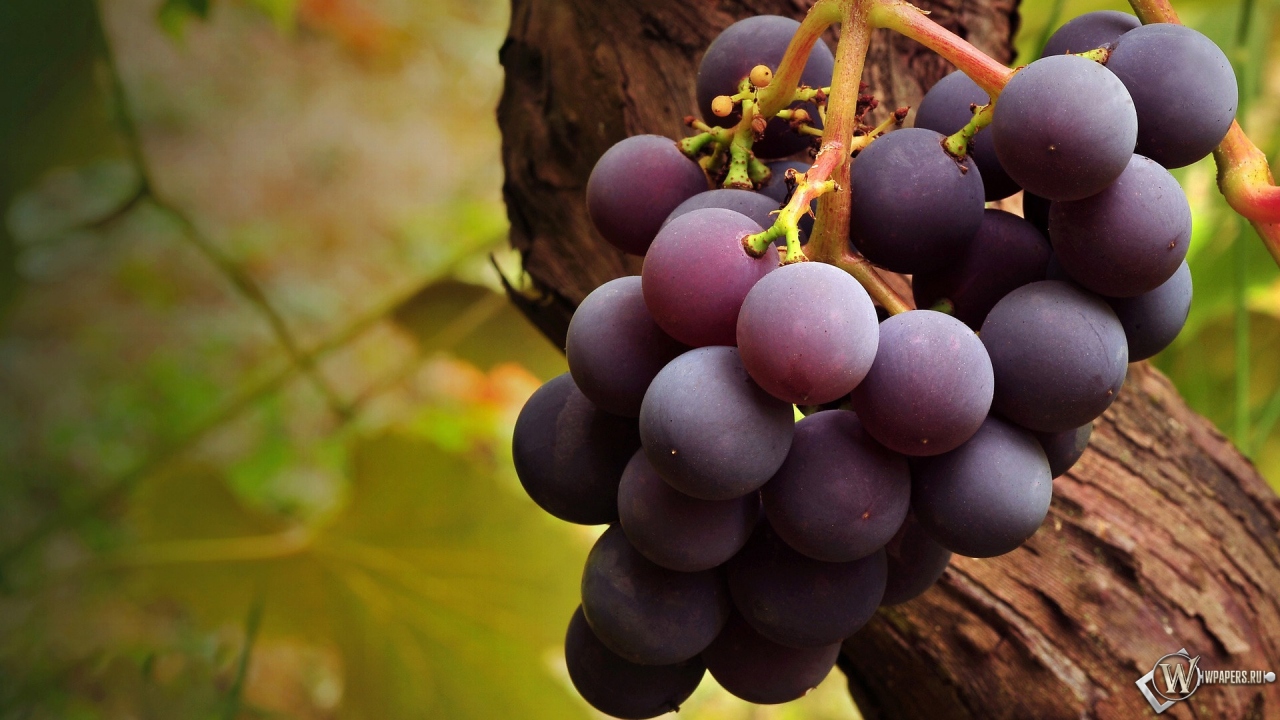 Вкусный виноград 1280x720