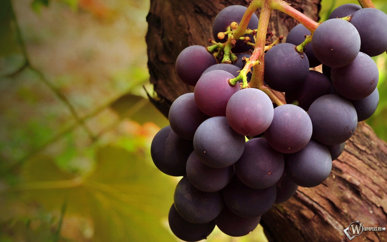 Вкусный виноград 1280x800