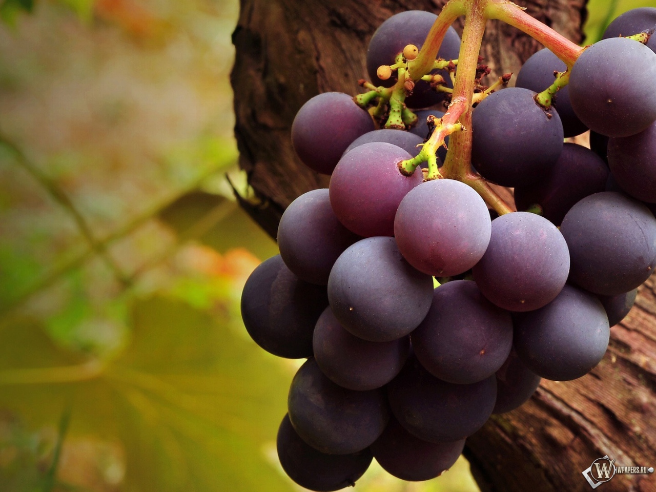 Вкусный виноград 1280x960