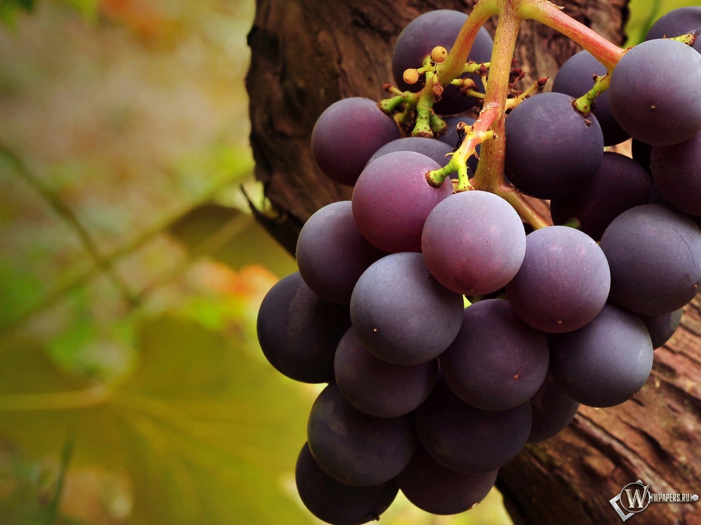 Вкусный виноград 1400x1050