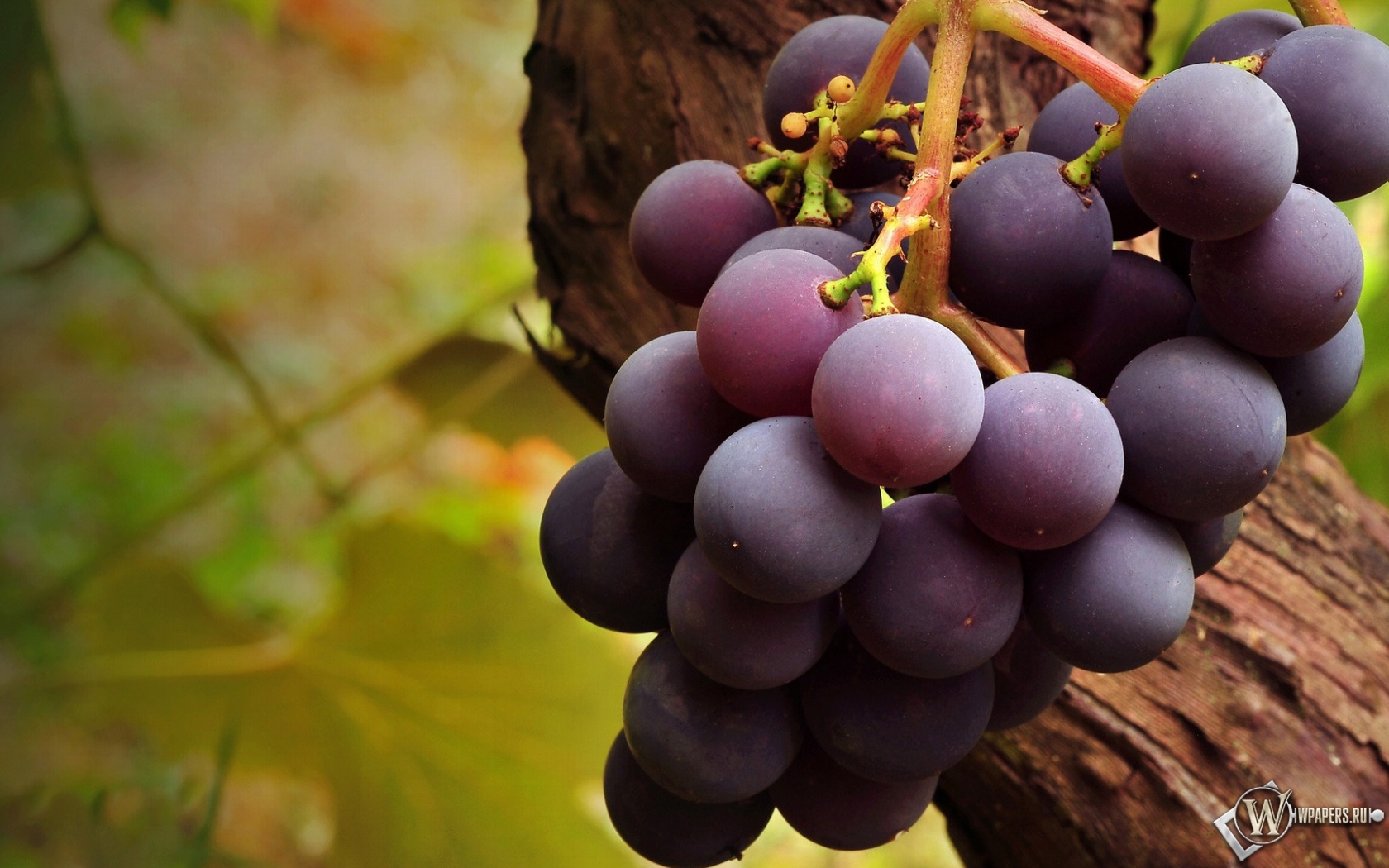 Вкусный виноград 1680x1050