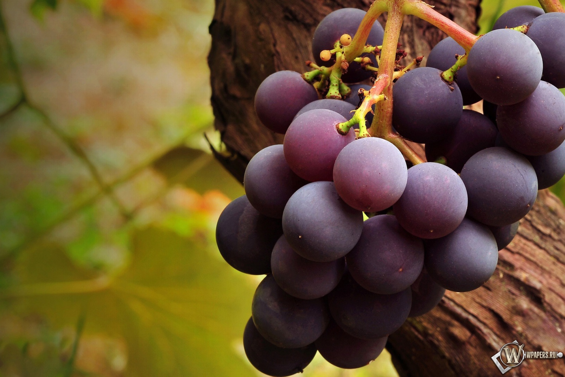 Вкусный виноград 1920x1280