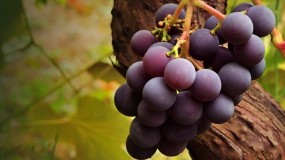 Обои Вкусный виноград: Ягоды, Виноград, Шарики, Ягоды