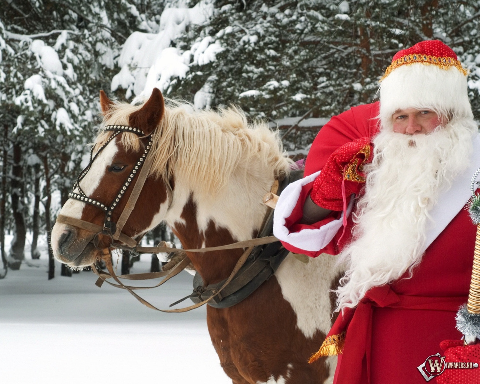 Santa на русский. Дед Мороз. Дед Мороз на лошади. Лошадь в костюме Деда Мороза. Сказки Деда Мороза.