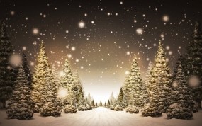 Обои Ёлочная аллея: Зима, Снег, Деревья, Праздник, Новый год