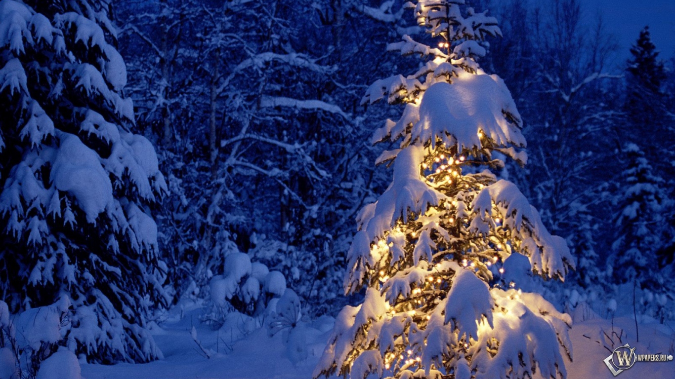 Елка в снежном лесу 1366x768