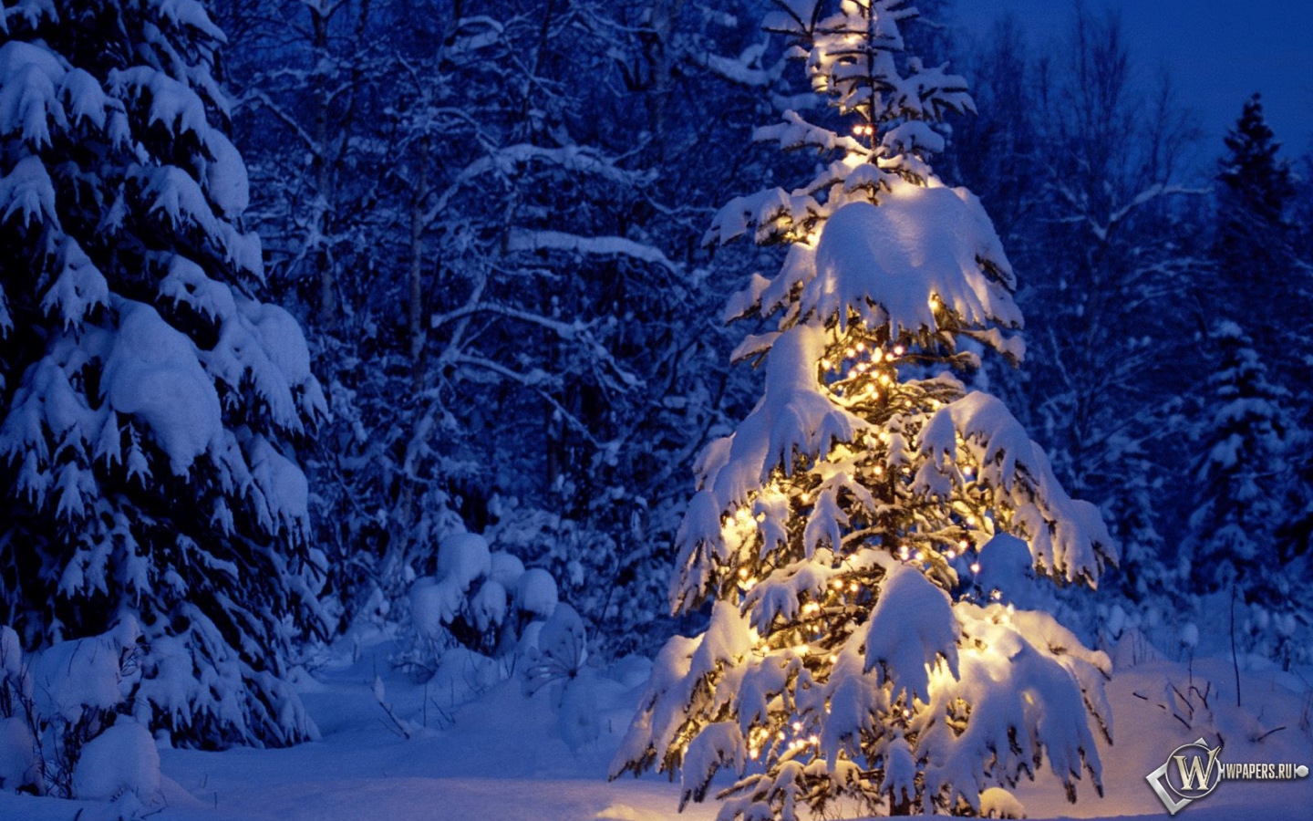 Елка в снежном лесу 1440x900