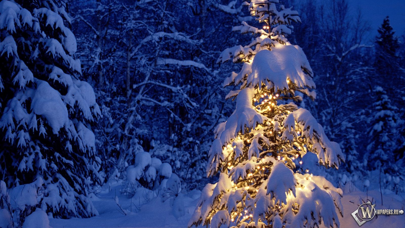 Елка в снежном лесу 1600x900