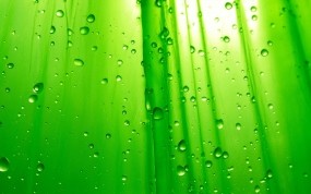 Обои Зелёный фон: Капли, Зелёный, Фон, Вода