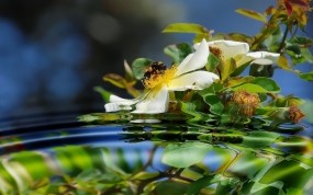 Обои Пчела на шиповнике: Отражение, Пчела, Шиповник, Насекомые