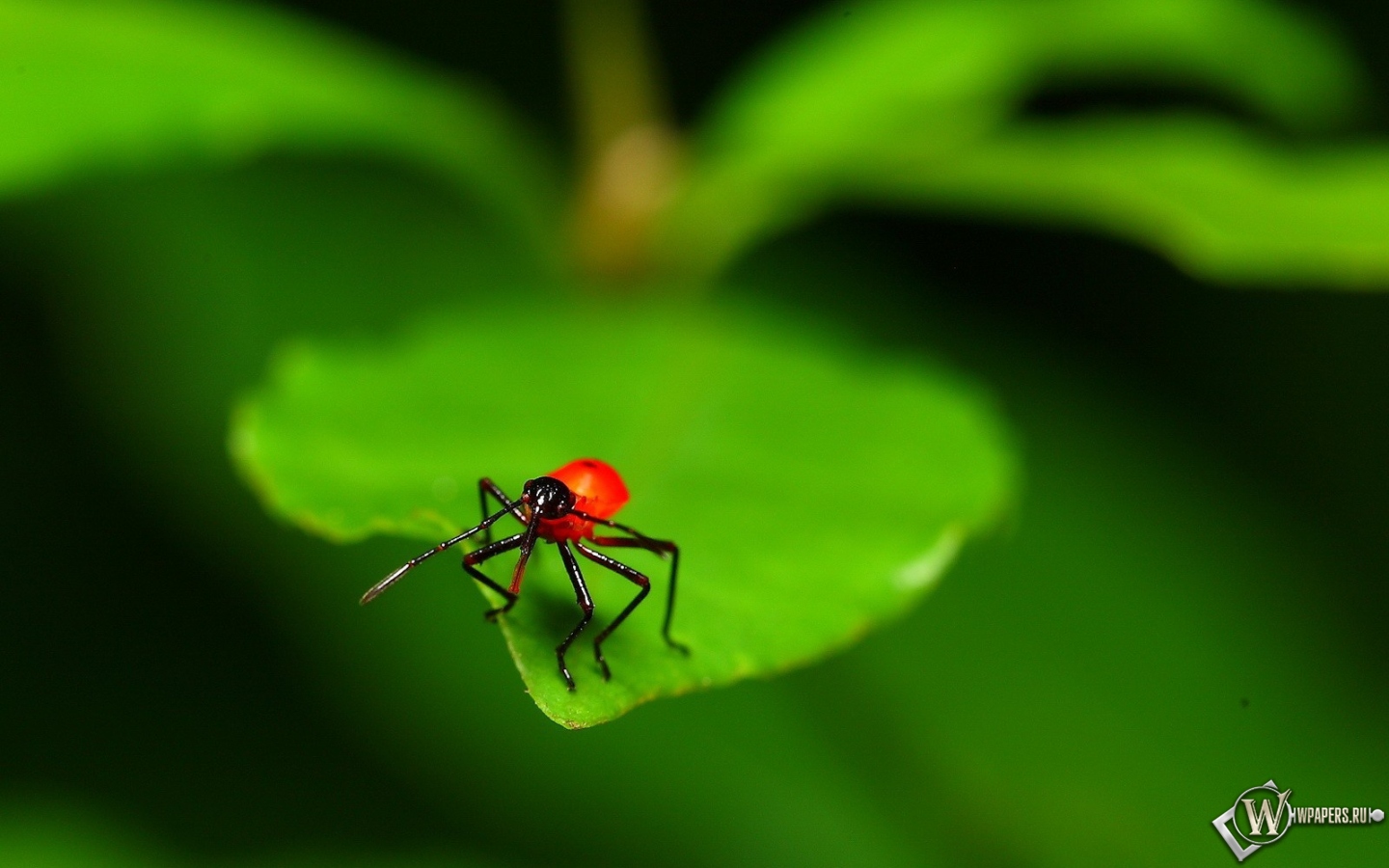 Красный жук на листе 1440x900