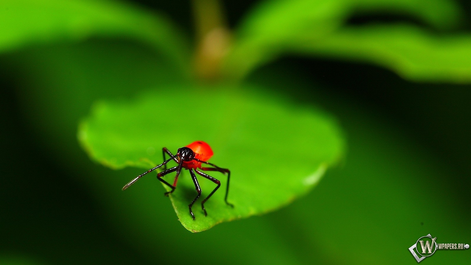 Красный жук на листе 1600x900