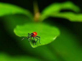 Обои Красный жук на листе: Лист, Растение, Жук, Насекомые