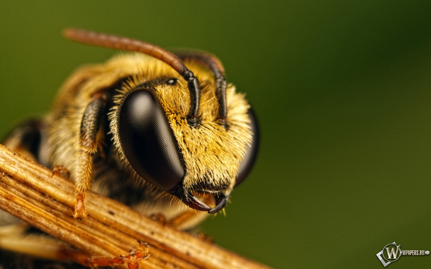 Пчела 1440x900