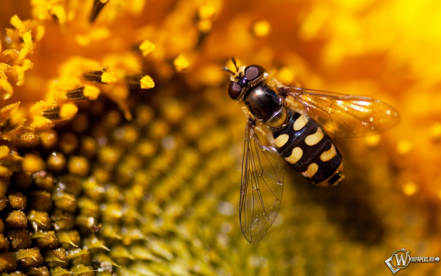 Пчела на подсолнухе 1440x900