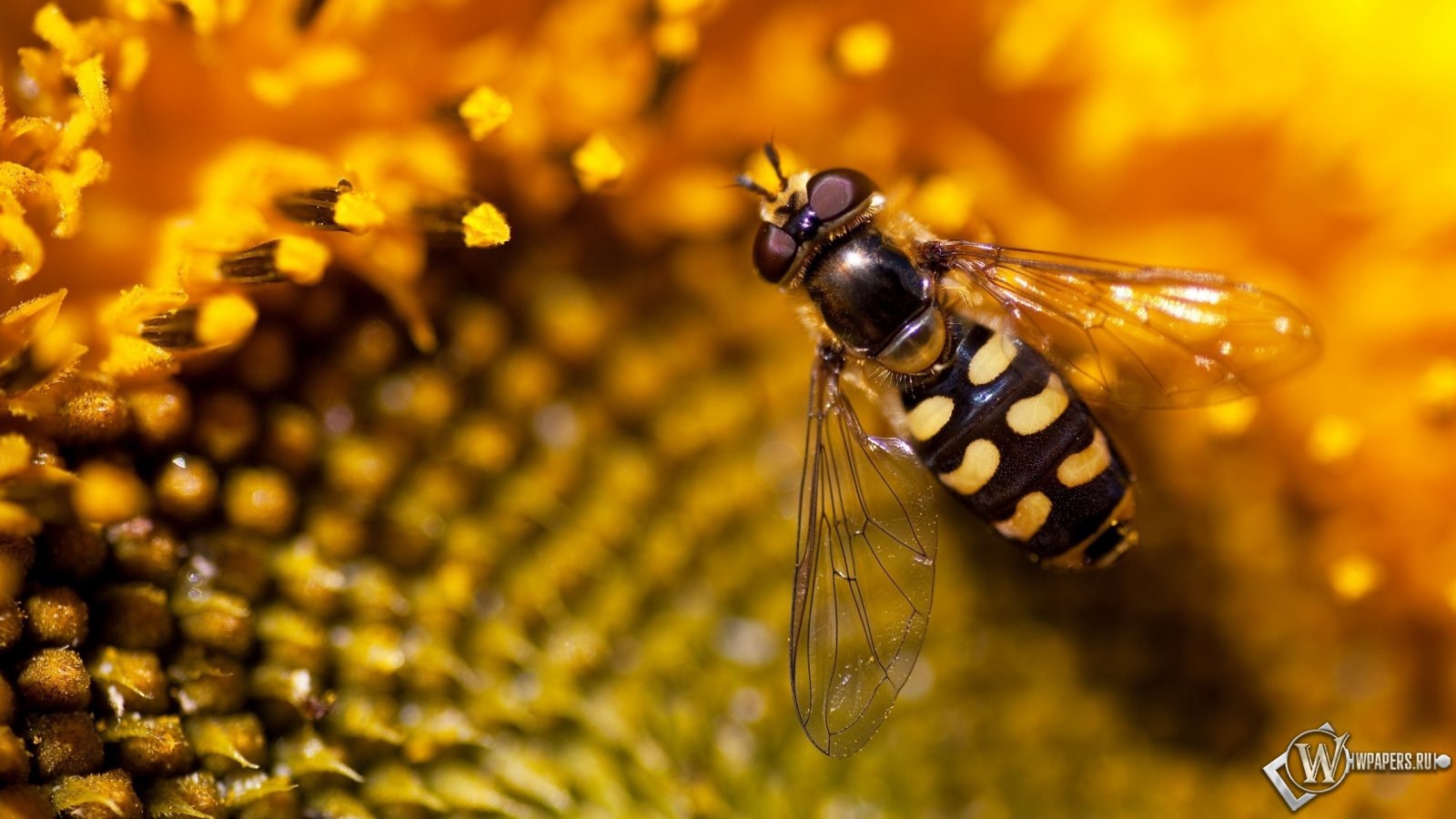 Пчела на подсолнухе 1600x900