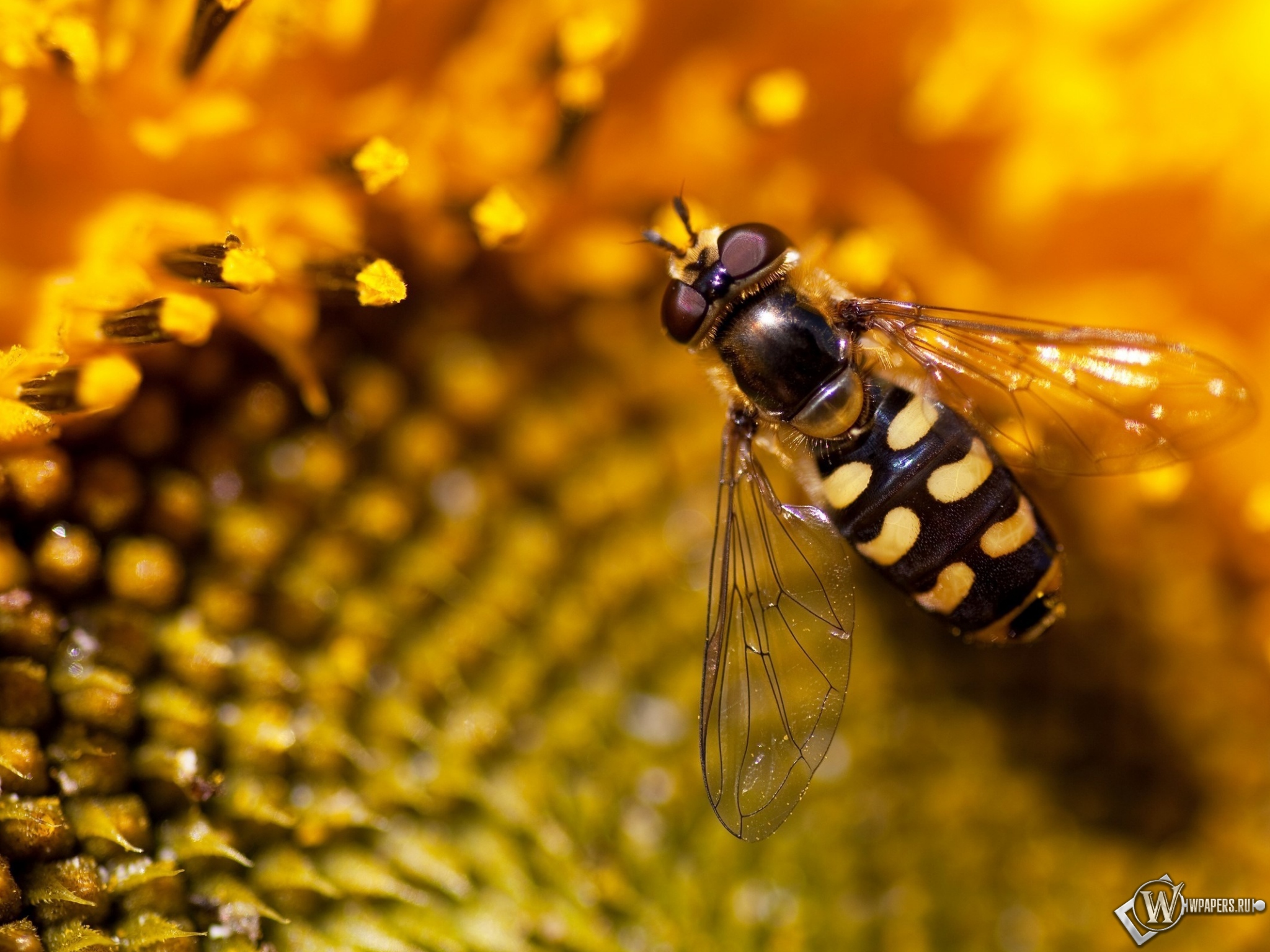 Пчела на подсолнухе 2048x1536