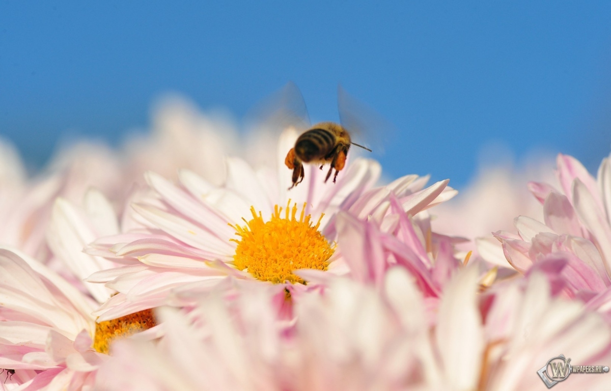 Пчела на цветке 1200x768