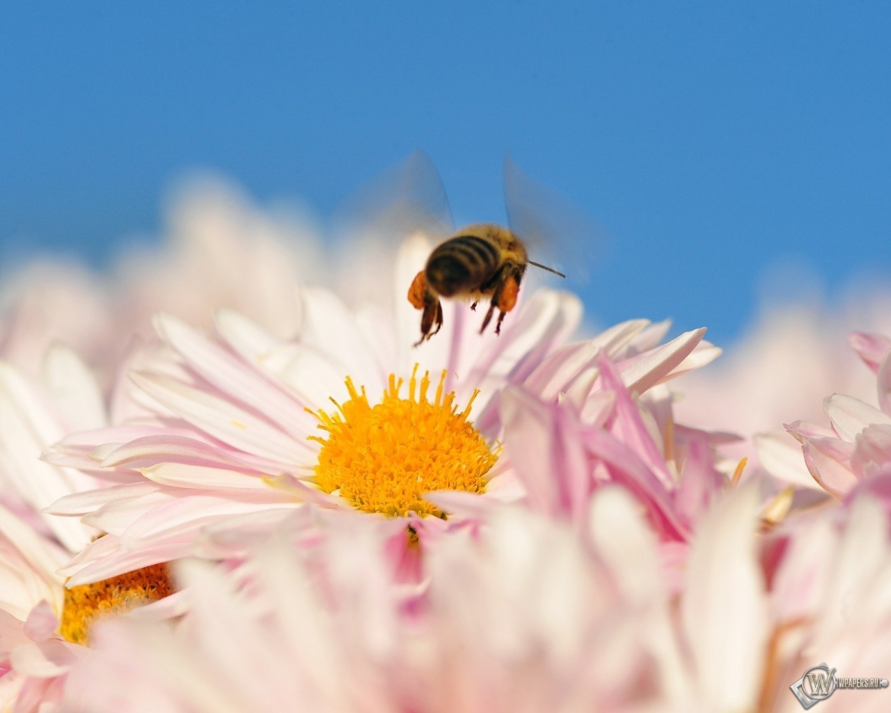 Пчела на цветке 1280x1024