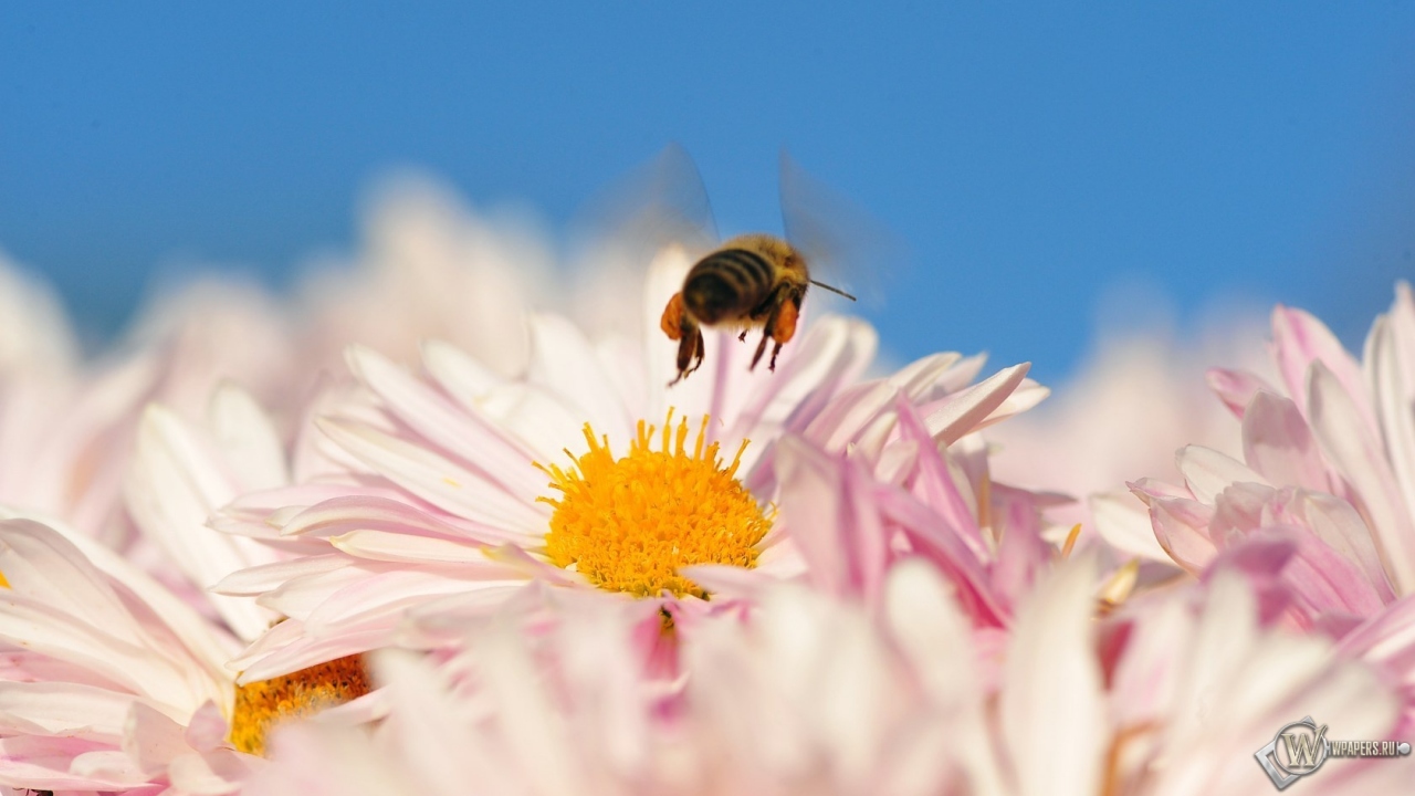 Пчела на цветке 1280x720