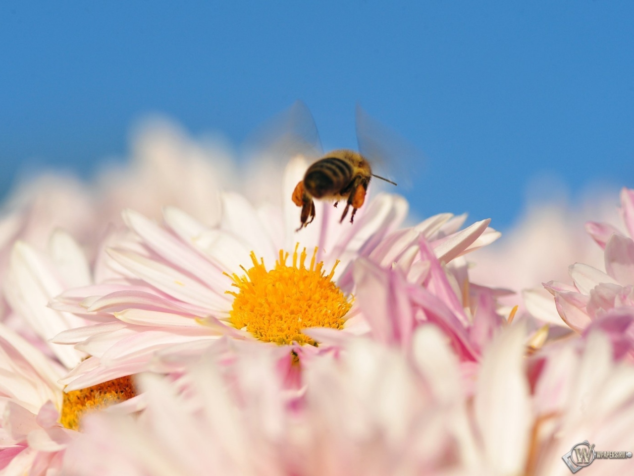 Пчела на цветке 1280x960