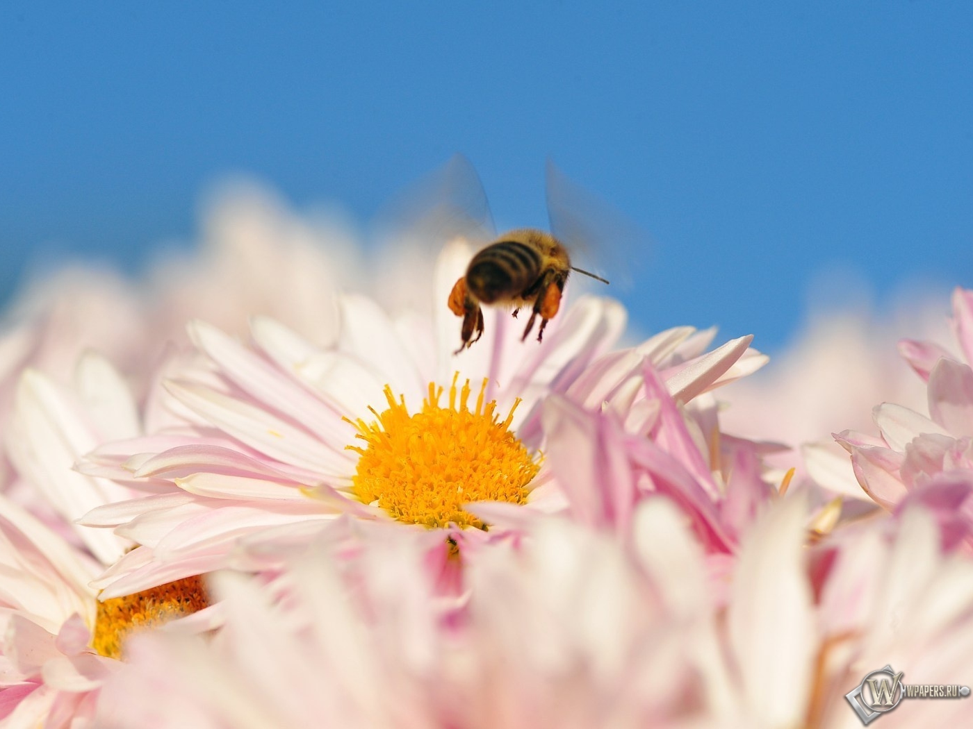 Пчела на цветке 1400x1050