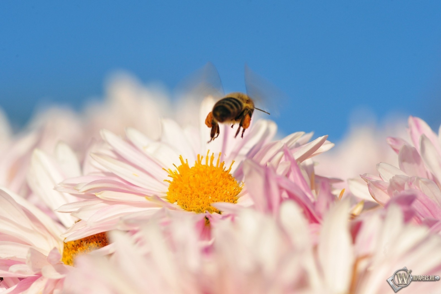 Пчела на цветке 1500x1000