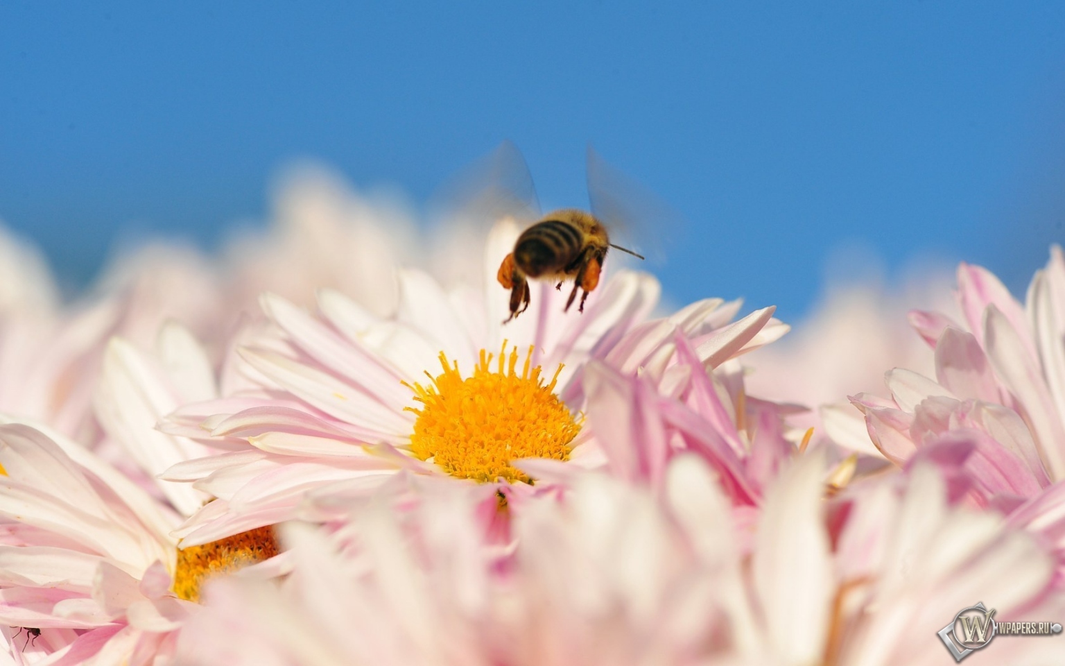 Пчела на цветке 1536x960