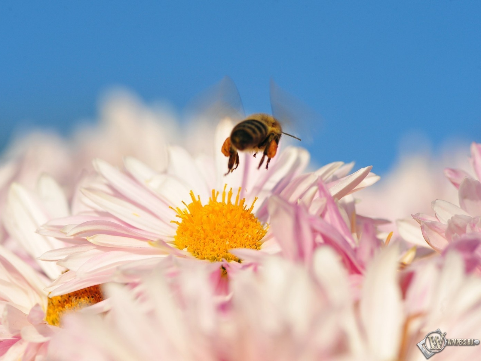 Пчела на цветке 1600x1200